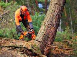 Deerwood, TX Tree Removal Company